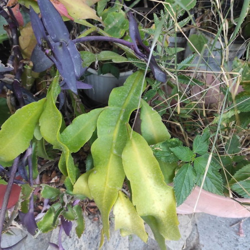 Queen of the Night plant cuttings in various sizes