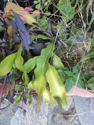 Queen of the Night plant cuttings in various sizes