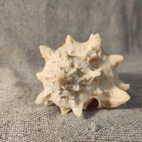 Pink Murex seashell like new, 11x7x8 cm