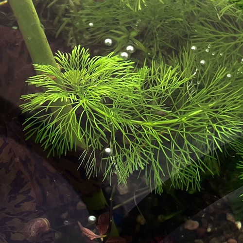 Limnophila Sessiflora cuttings, pack of 8