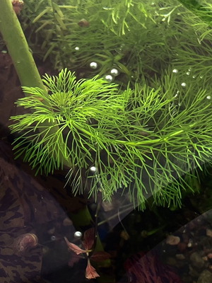 Limnophila Sessiflora cuttings, pack of 8