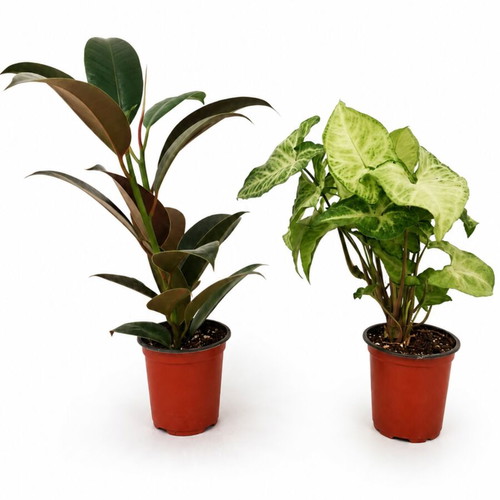 Box of 2 plants: Ficus elastica and Syngonium new