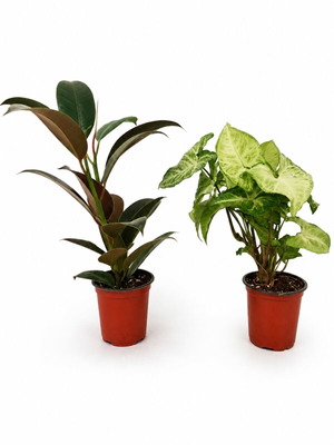 Box of 2 plants: Ficus elastica and Syngonium new