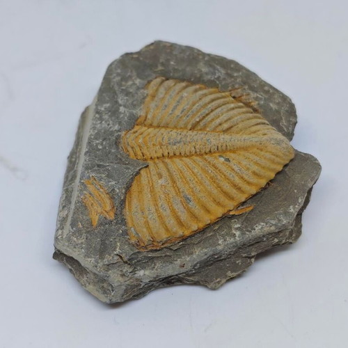 Trilobite Fossil in Natural Shale Rock like new