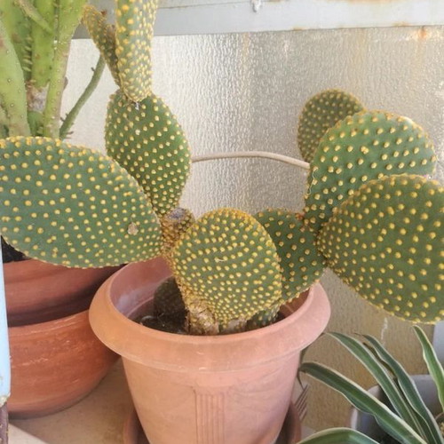 Opuntia microdasys Yellow cactus used with small fuzzy spines in pot