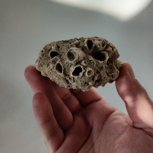 Fossils like new, coral and ancient shell