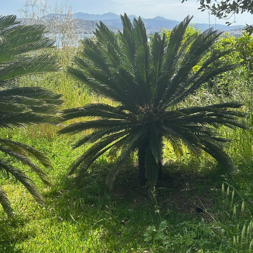 Cycas Revoluta plants new, 20 years old, exotic garden greenery