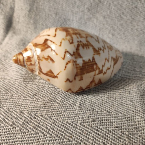 Voluta seashell like new, 13x7x6cm