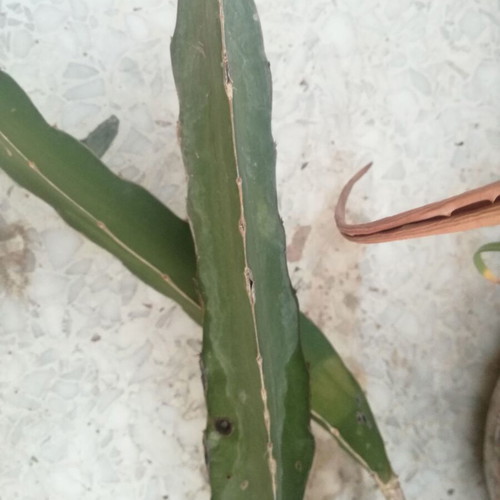 Dragon fruit plant used with offshoot