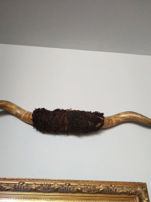 Decorative vintage wall horn used