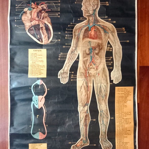 School Natural History Map like new, 82.5×62.5 cm