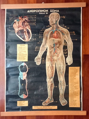 School Natural History Map like new, 82.5×62.5 cm