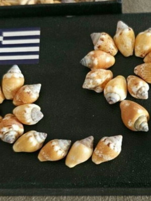 Box of yellow seashells used for decoration or crafts
