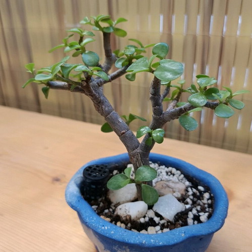 Portulacaria afra Bonsai 18cm new