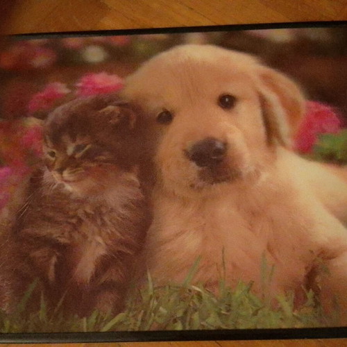 3D dog cat frame used in excellent condition