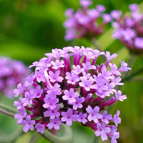 Verbena Purpletop Vervain perennial ornamental plant seeds, 30 pcs