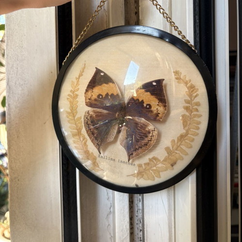 Kallima Inachus Butterfly wall decoration used with gold chain