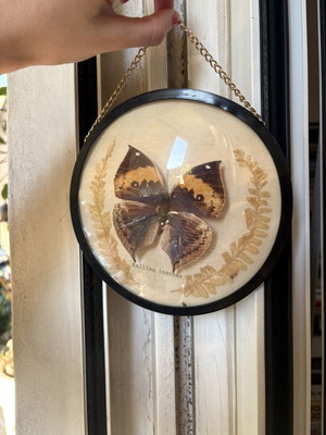 Kallima Inachus Butterfly wall decoration used with gold chain