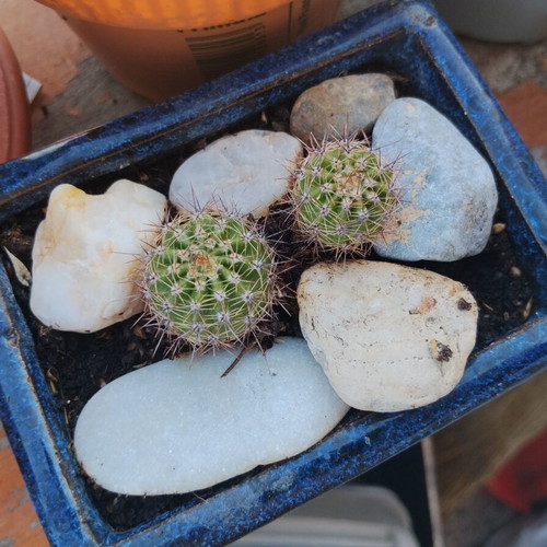 Echinopsis cacti set of 2 in handmade ceramic pot, new