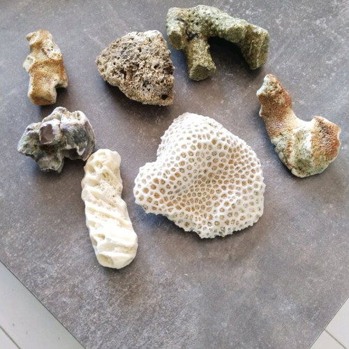 Rare rocks used, pack of 7 pieces, coral from Sri Lanka