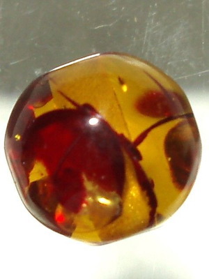 Authentic Baltic processed amber, like new, pierced 12.50mm 6.05ct