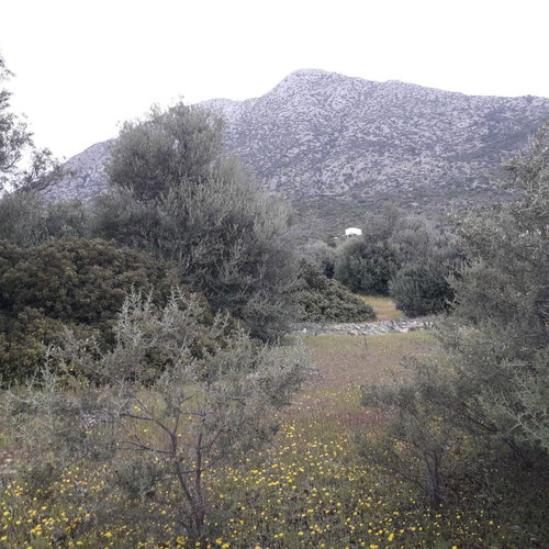 Land in Aliki, Boeotia