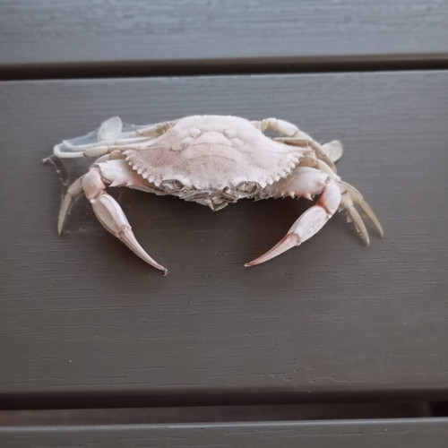 Dried real sea crab like new, ideal for decoration