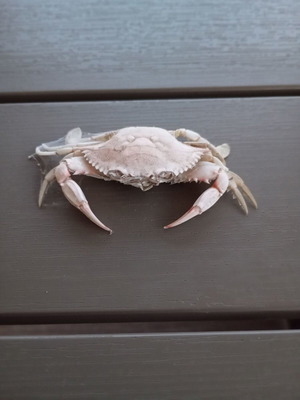 Dried real sea crab like new, ideal for decoration