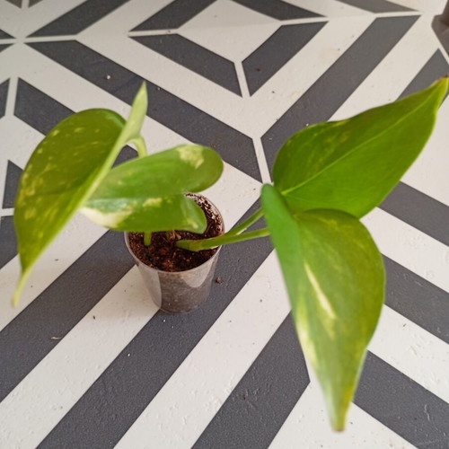 Pothos Golden baby plant for hanging or climbing indoor
