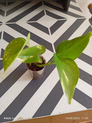 Pothos Golden baby plant for hanging or climbing indoor