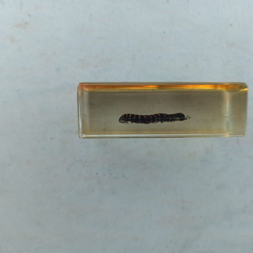 National Geographic Xystodesmidae Millipede with Book like new