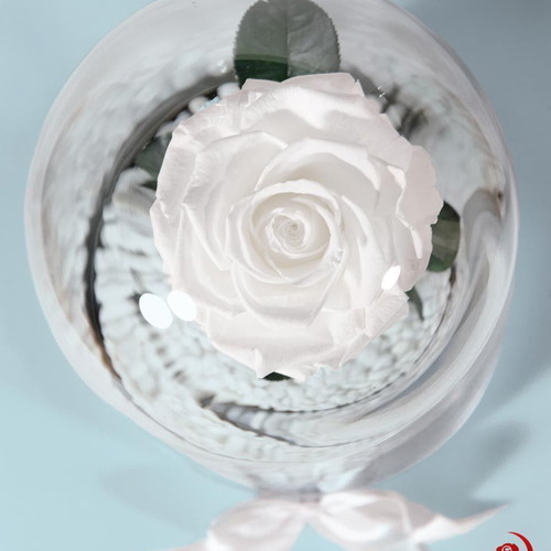 White Eternal Rose in Large Glass Dome made to order