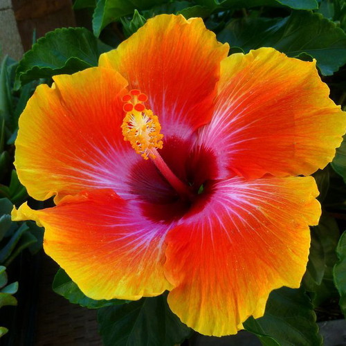 Hibiscus plant seeds mix colors, pack of 20