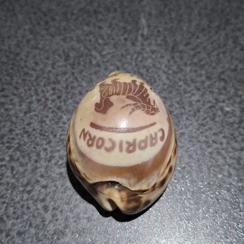Vintage Cypraea Tigris shell with Capricorn zodiac engraving, used