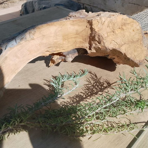 Olive wood new for terrarium and decoration