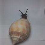 Decorative snail handmade with seashell