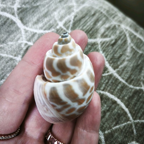 6 shells and 1 starfish all together