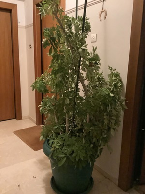 Large plant in pot like new