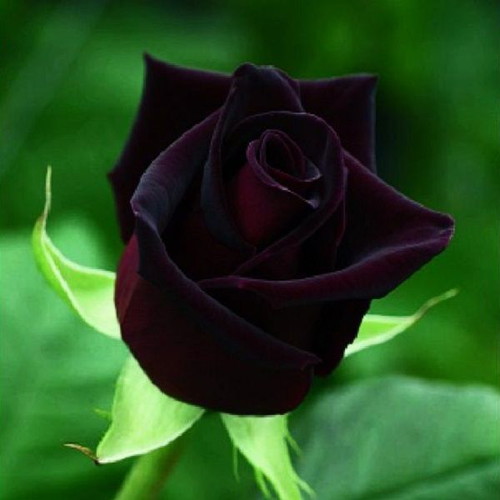 Black Baccara deep red rose seeds, pack of 25