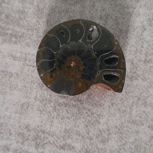 Ammonite fossil used with hole for jewelry