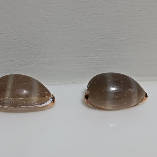 Two Lurida shells new, length 43 and 44 mm