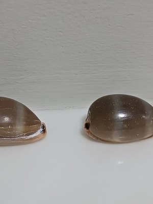 Two Lurida shells new, length 43 and 44 mm