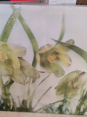 Painting with orchid theme like new, 80x80