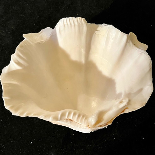 Natural large shell used
