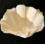Natural large shell used