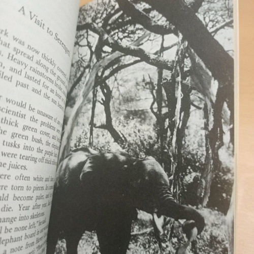 Among the Elephants book like new, English learning, Collins English Library
