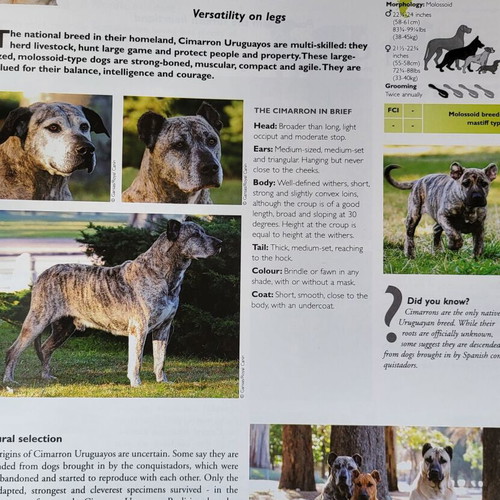 Royal Canin dog encyclopedia used, English