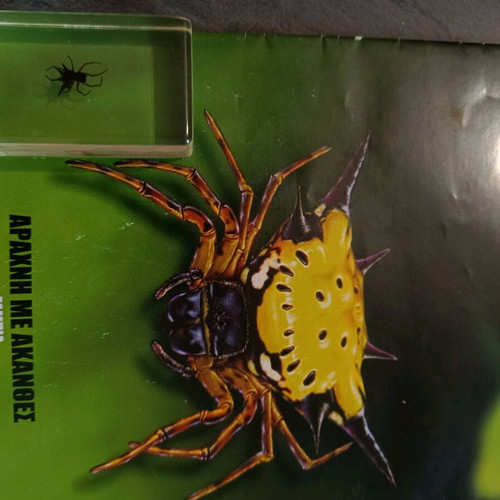 Real Insects Issue 39 used