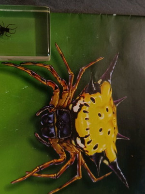 Real Insects Issue 39 used