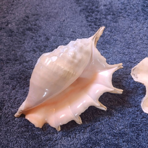 Decorative shells like new, set of 2 pieces